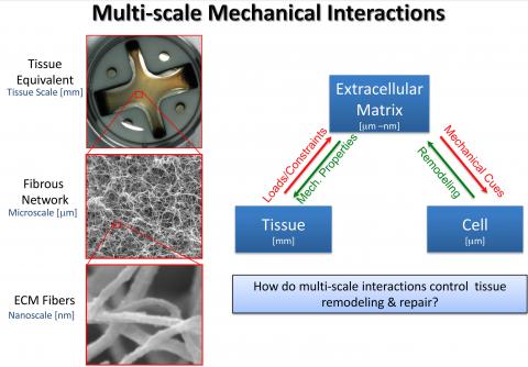 Schematic illustrating the role that multi-scale mechanical interactions play in directing tissue remodeling