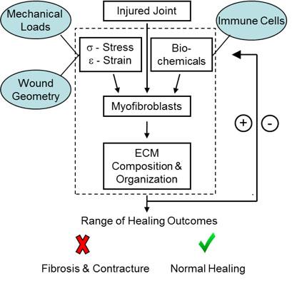 Illustration of mechano-chemical feedback loop